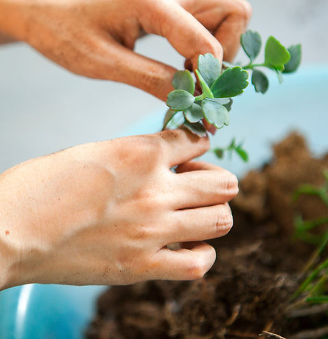 Hands tending to a plant in soil.