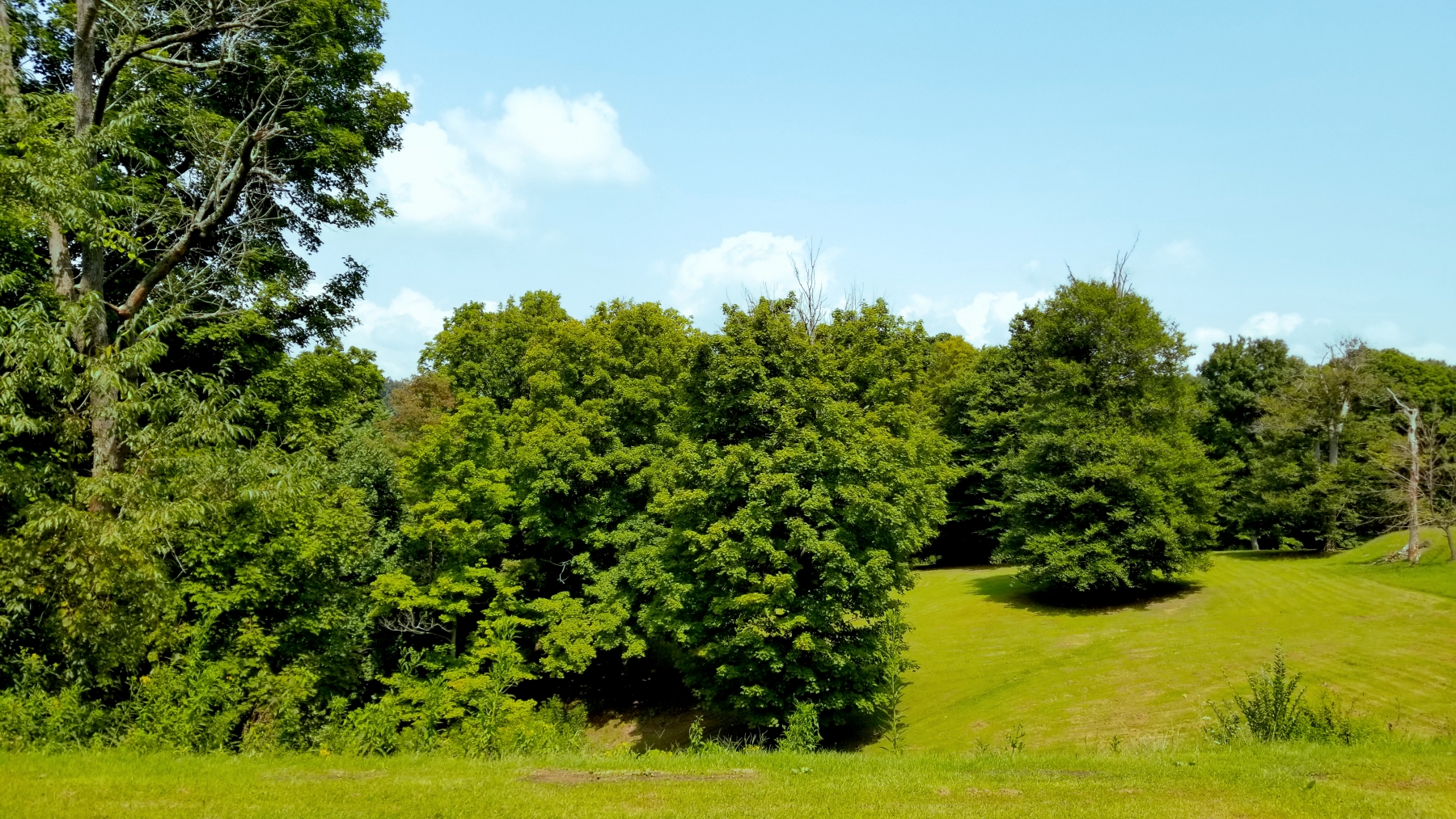 Lush outdoor landscape with trees and grass