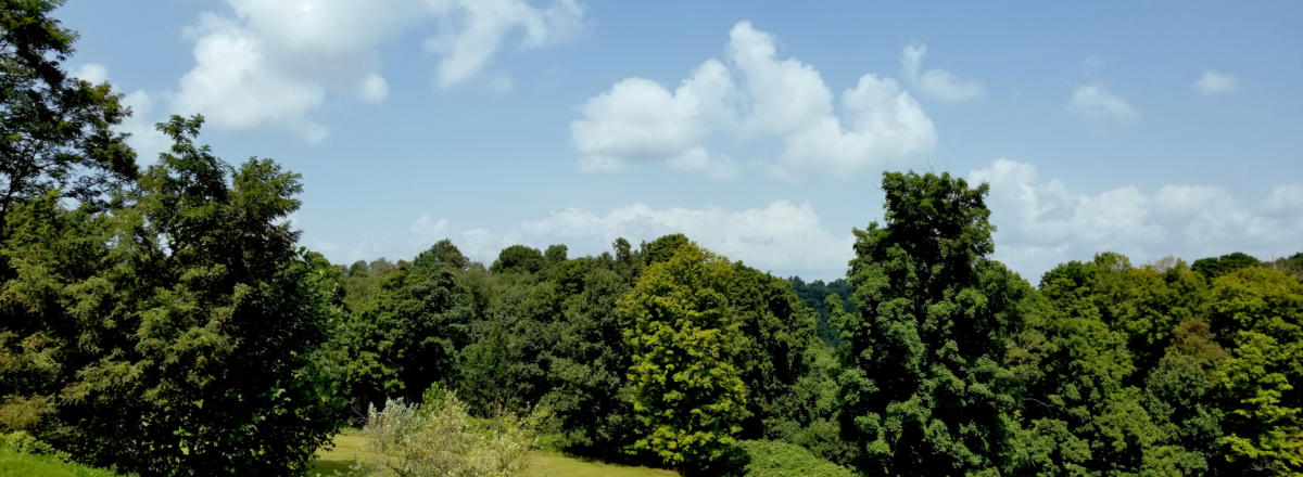 Lush green trees and clouds in a park-like setting