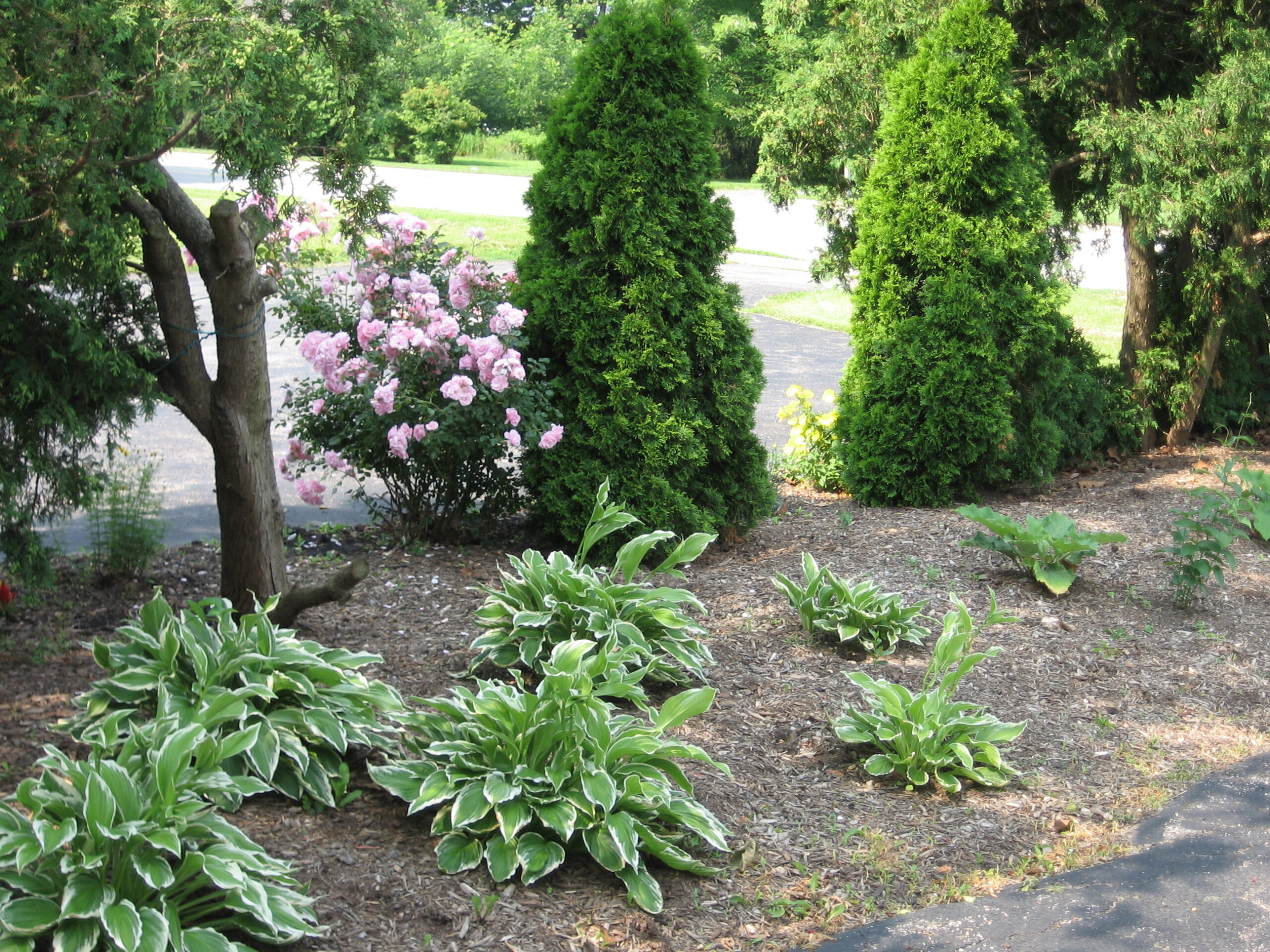 Landscaped outdoor area with shrubs and flowers.