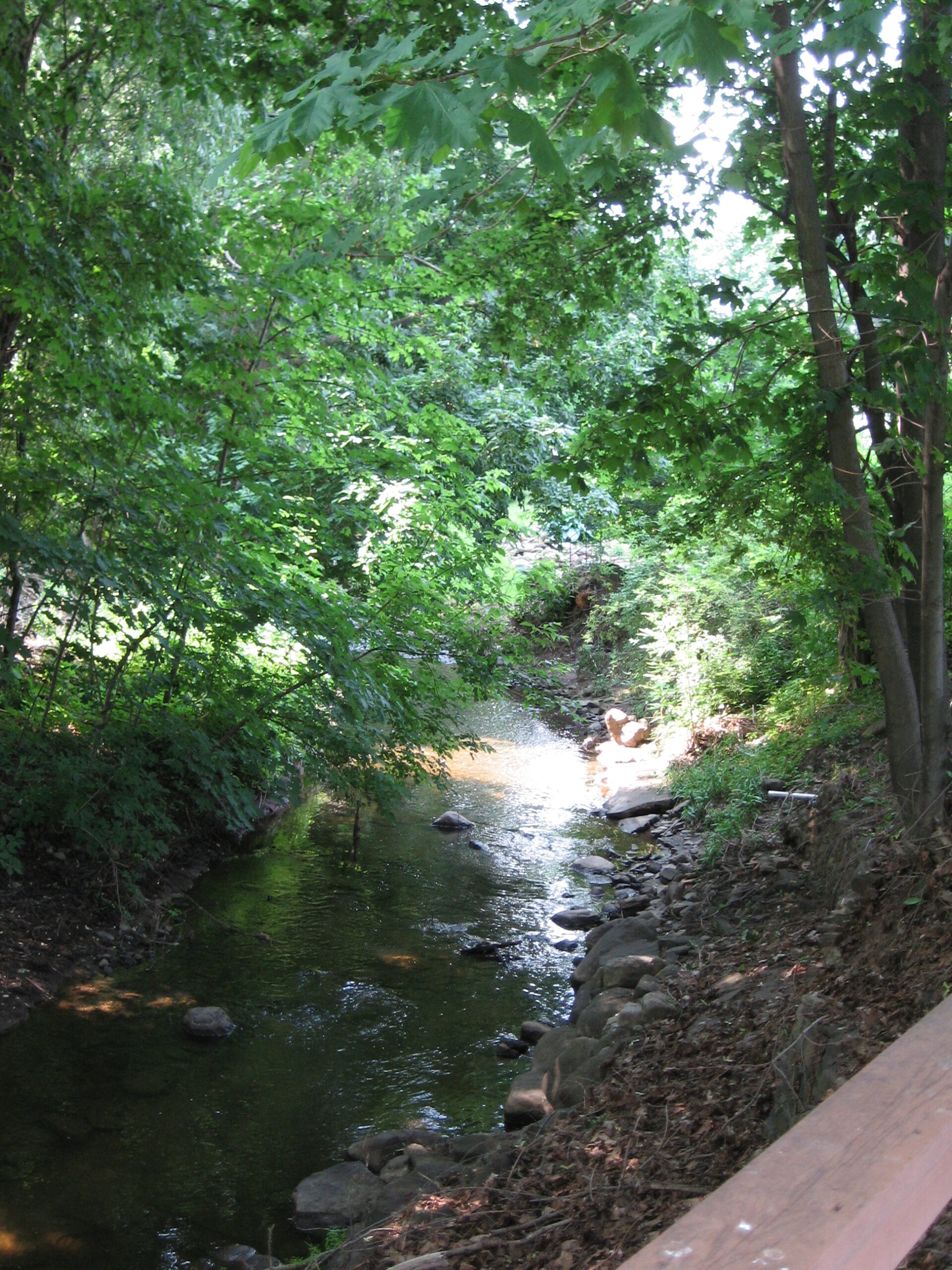 A serene outdoor stream surrounded by trees.