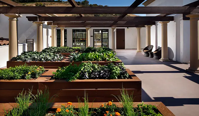Interior view of a community garden with raised beds