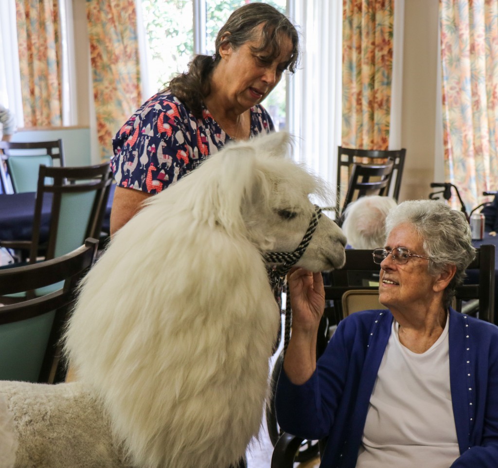Residents interacting with a therapy animal in a common area