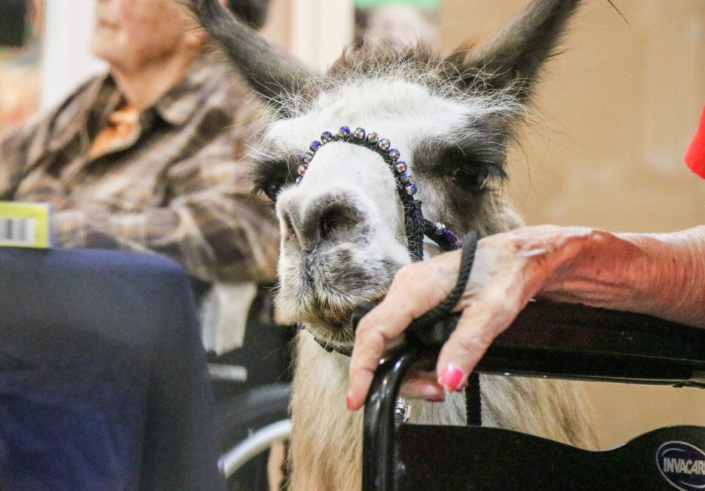 A resident interacting with a small llama indoors