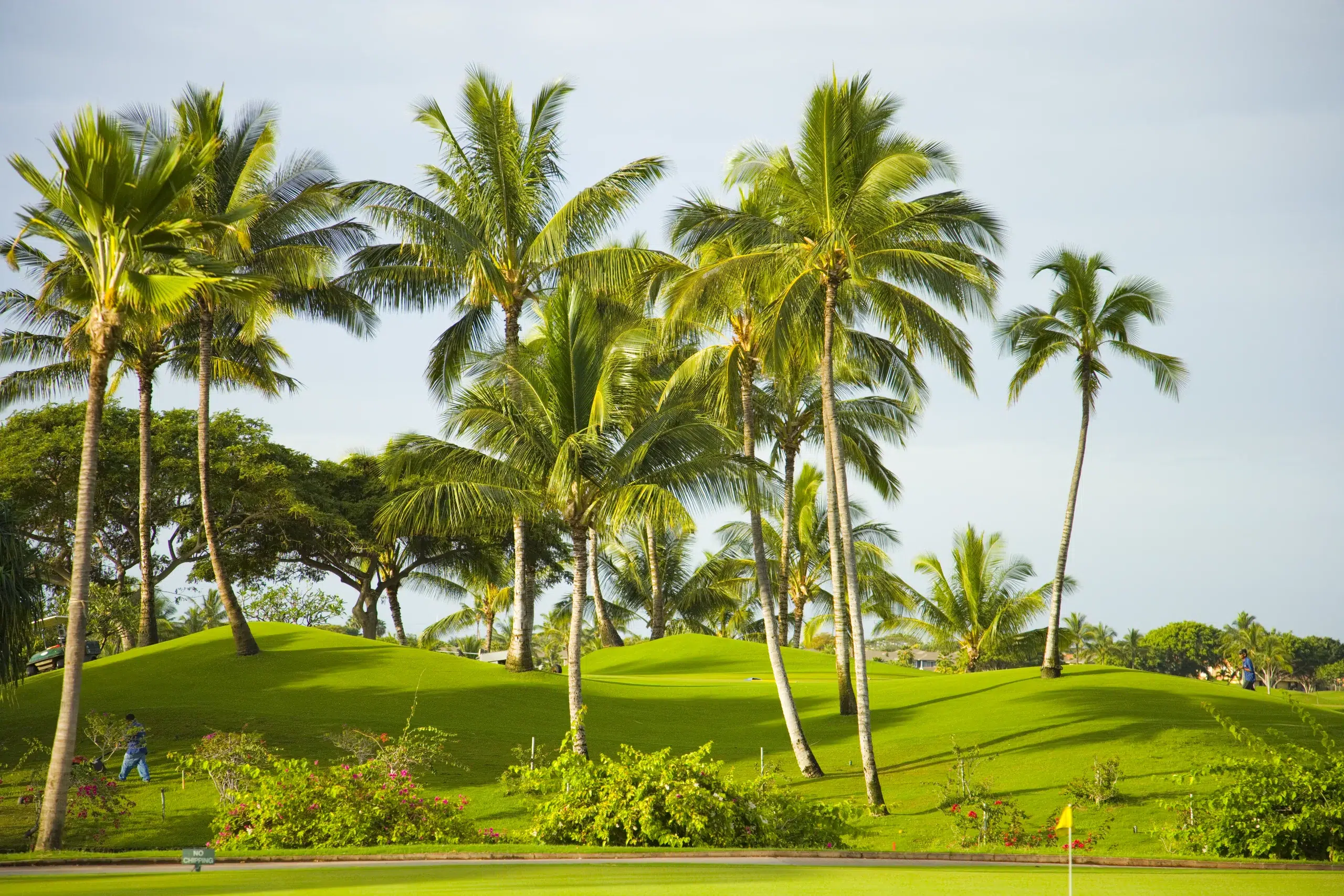 Lush green landscape with palm trees