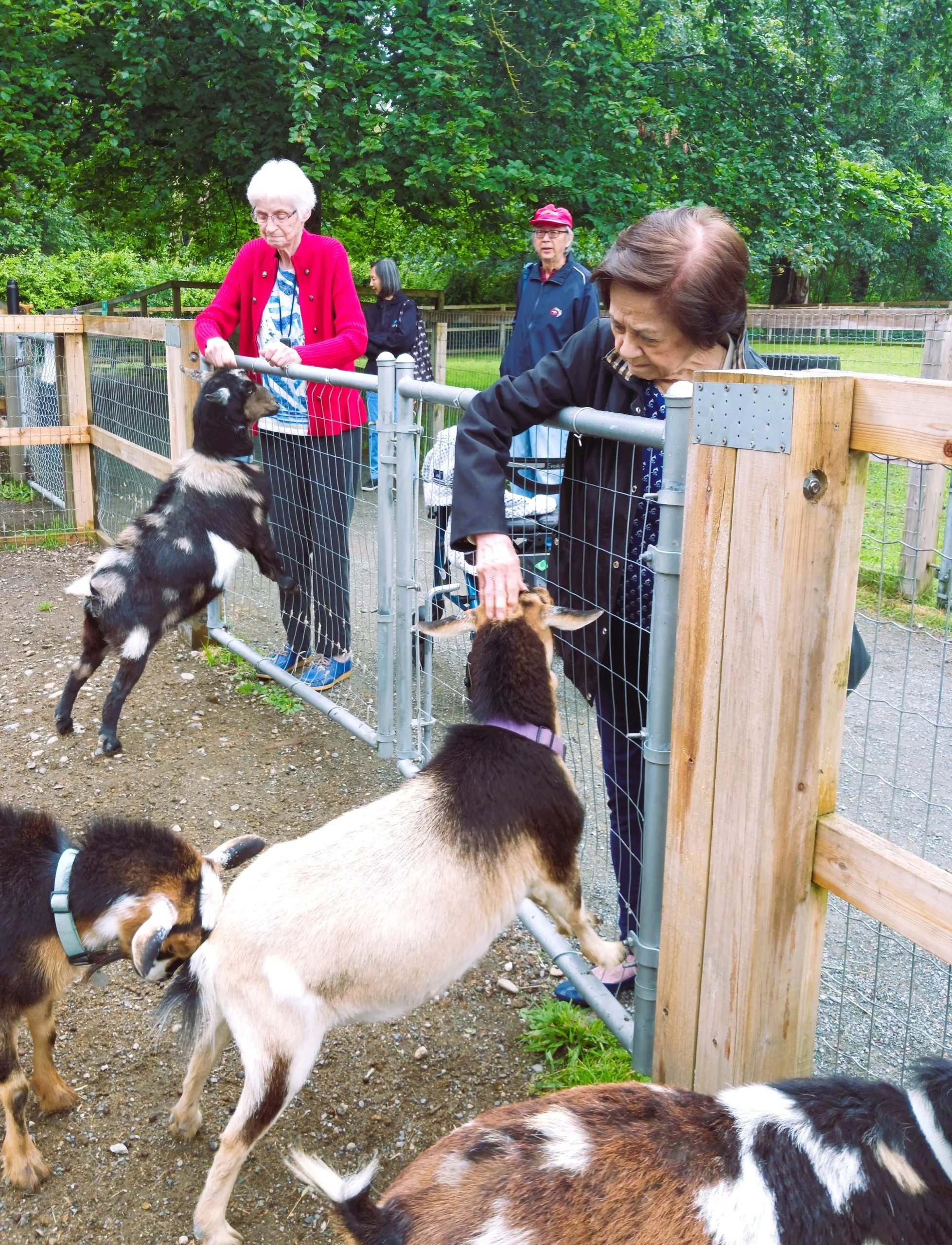Residents interacting with goats at an outdoor area.