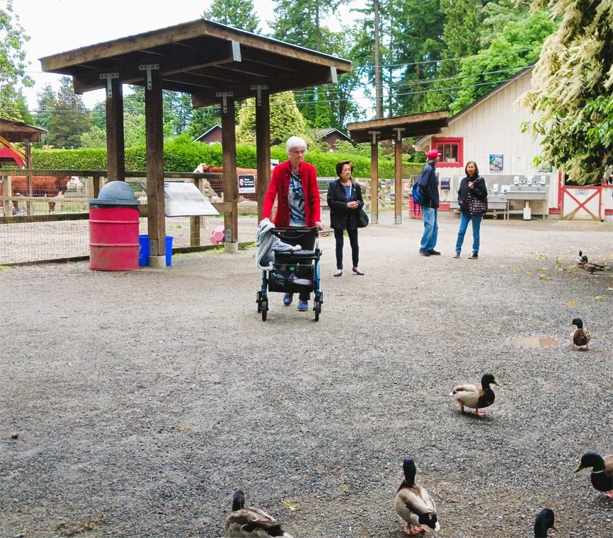 Residents interacting with ducks in an outdoor space.