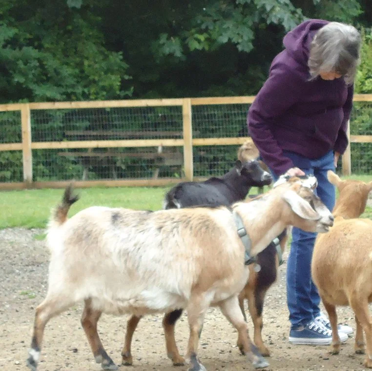 Person interacting with goats in an outdoor space
