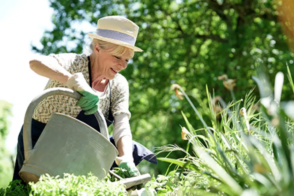 Senior woman gardening outdoors in a lush setting