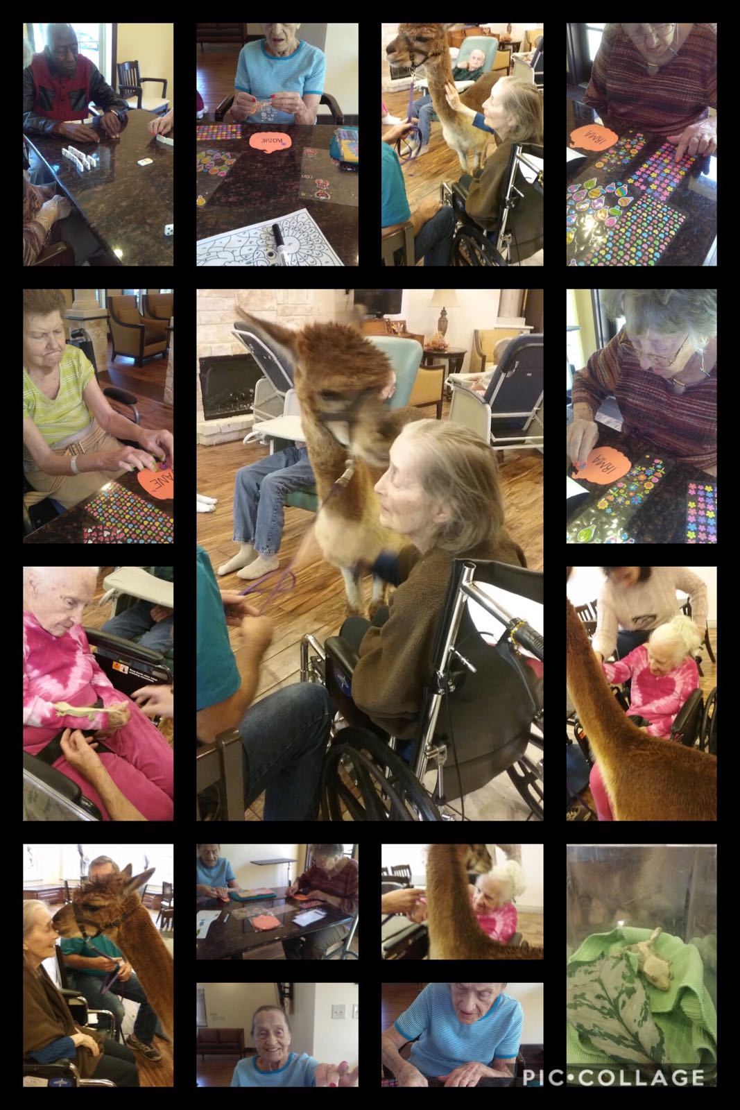 Residents engaging in interactive activities with therapy animals