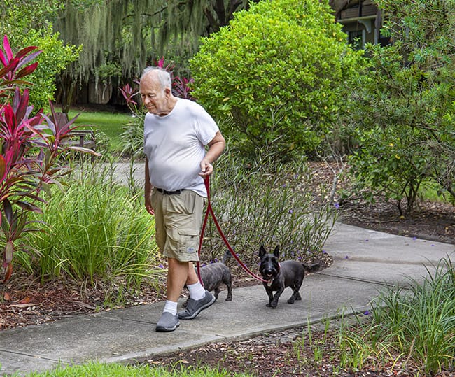 A resident walking two dogs on a path in the garden
