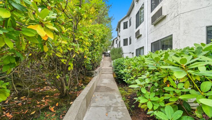 Pathway surrounded by shrubs leading to a building.