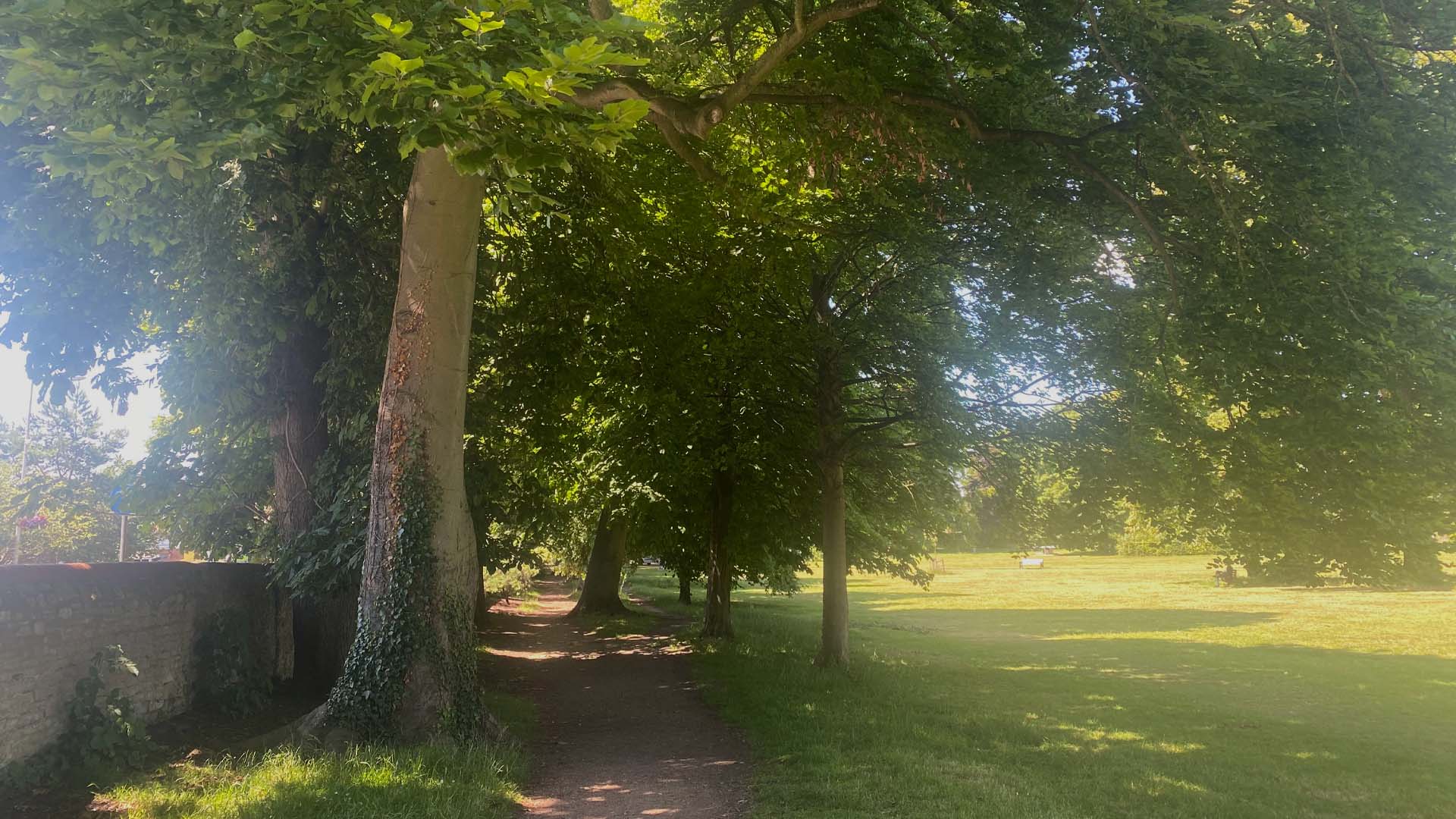 Pathway lined with lush trees in a park