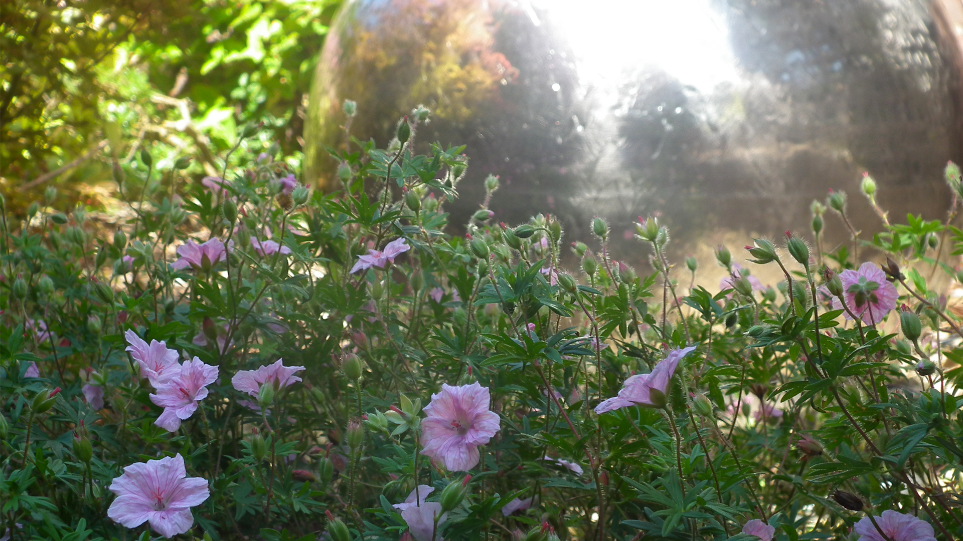 Colorful flowers in a garden setting
