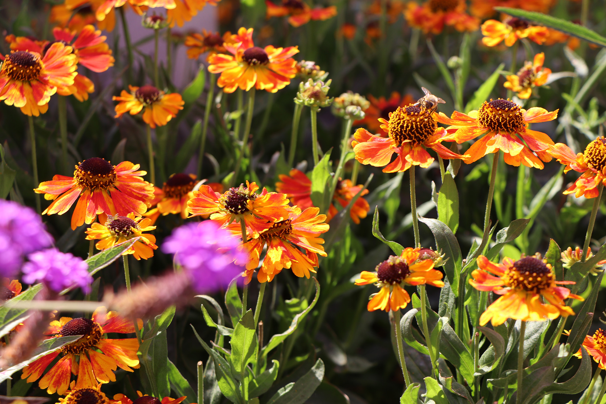 Vibrant orange flowers blooming in a garden