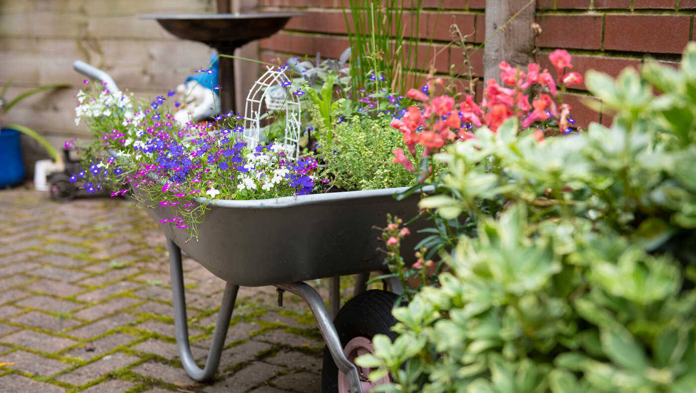 Colorful flowers in a wheelbarrow in an outdoor space
