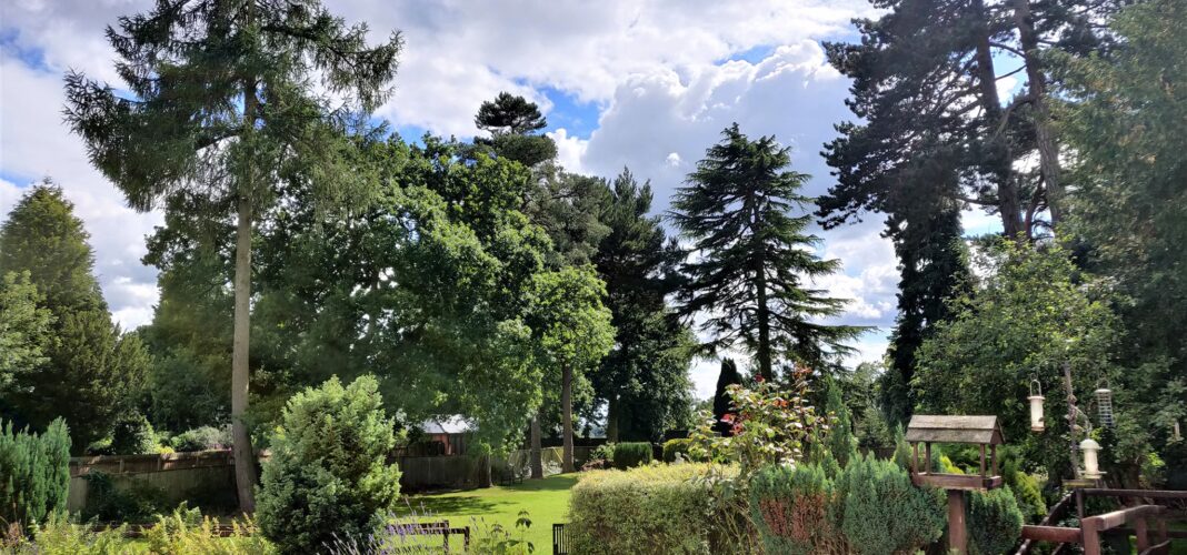 Lush garden with tall trees under a cloudy sky.
