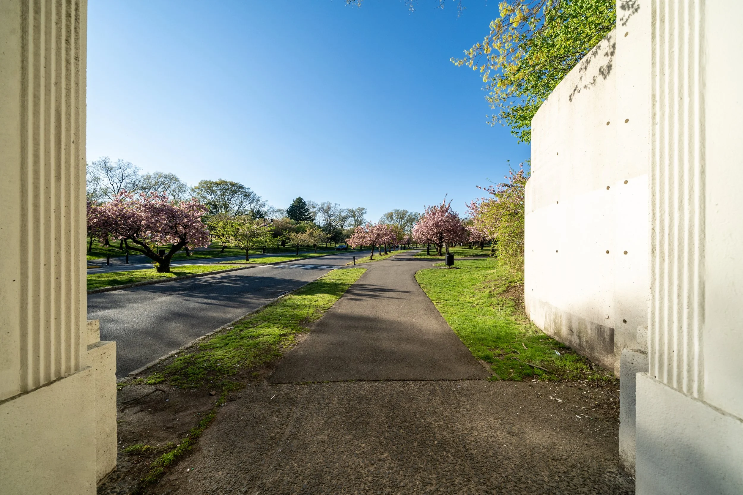 Scenic walking path lined with flowering trees