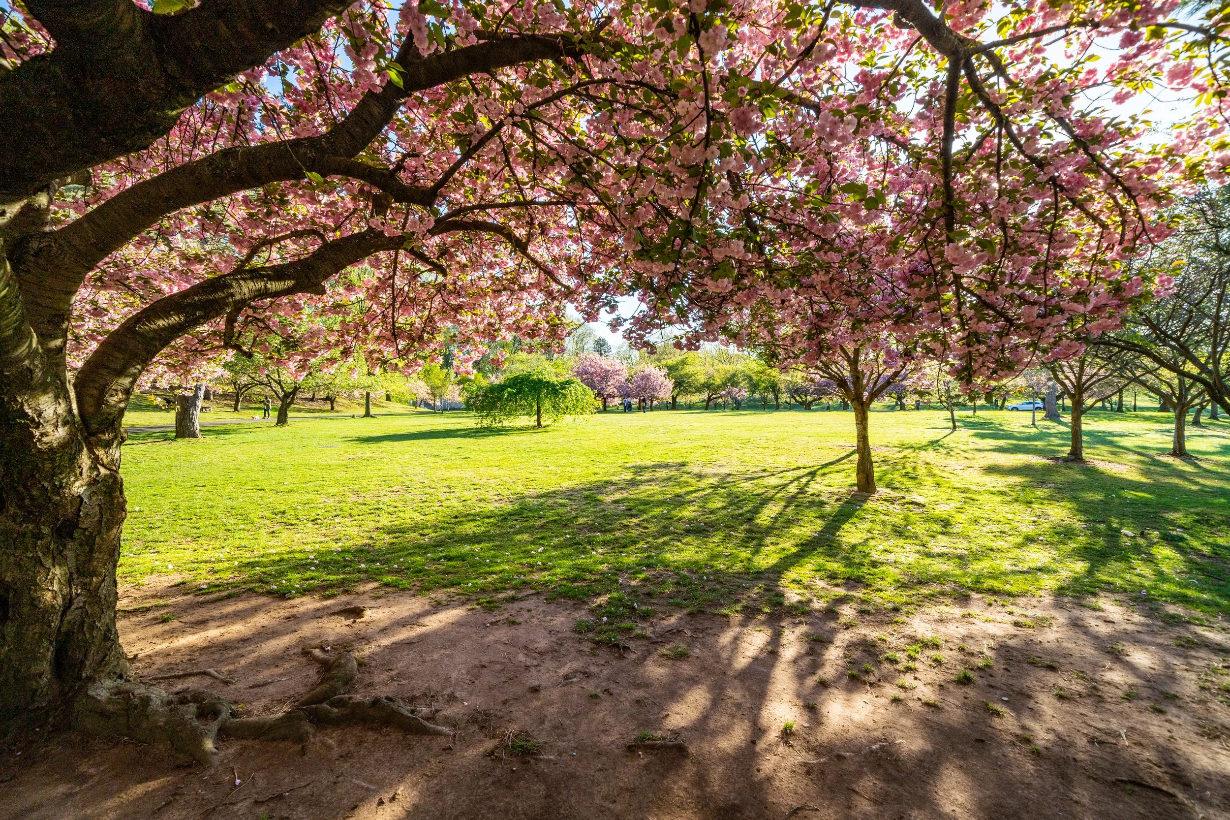 Blossoming cherry trees in a park setting.