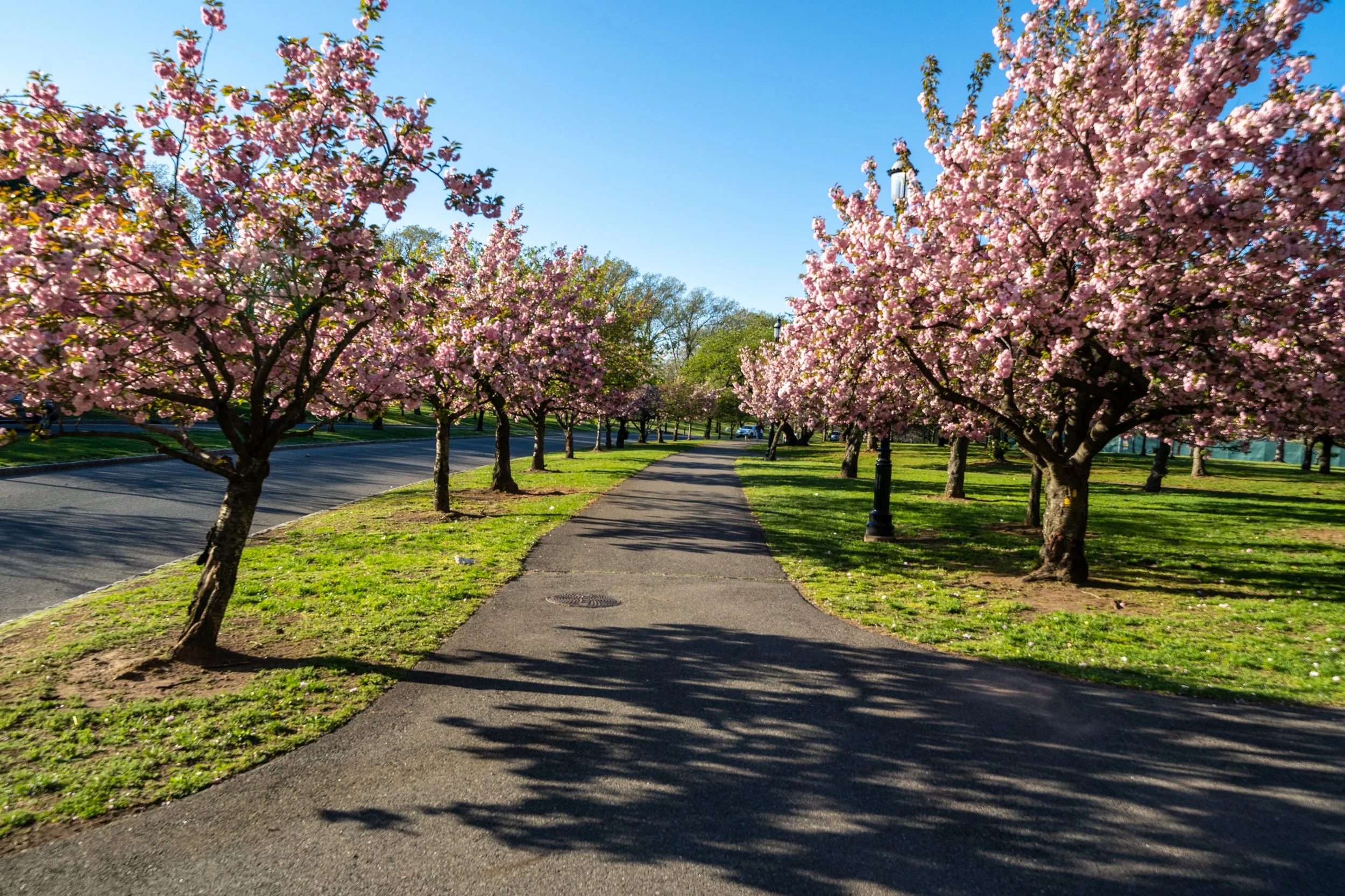 Pathway lined with blooming cherry blossom trees