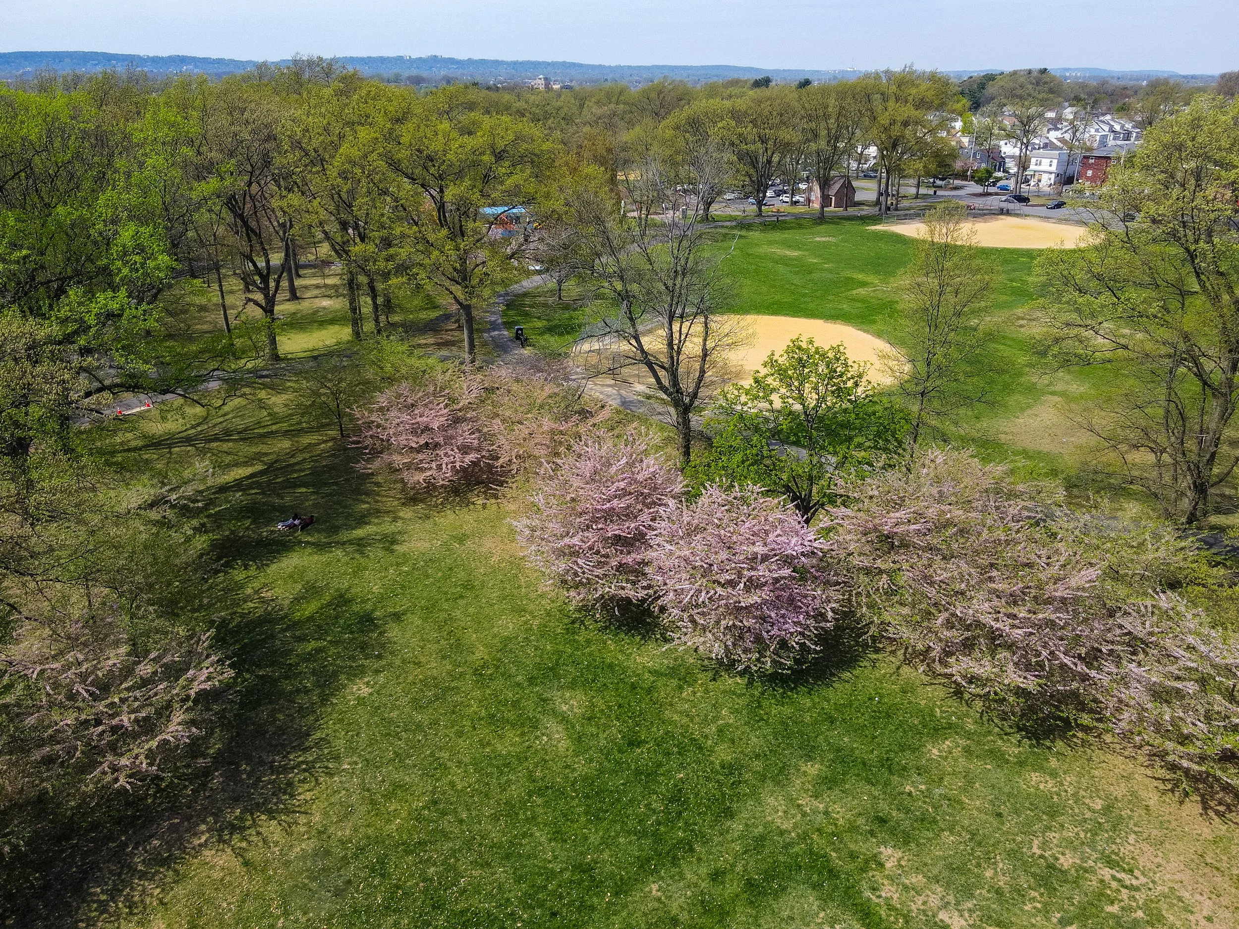 Aerial view of a park with blooming trees