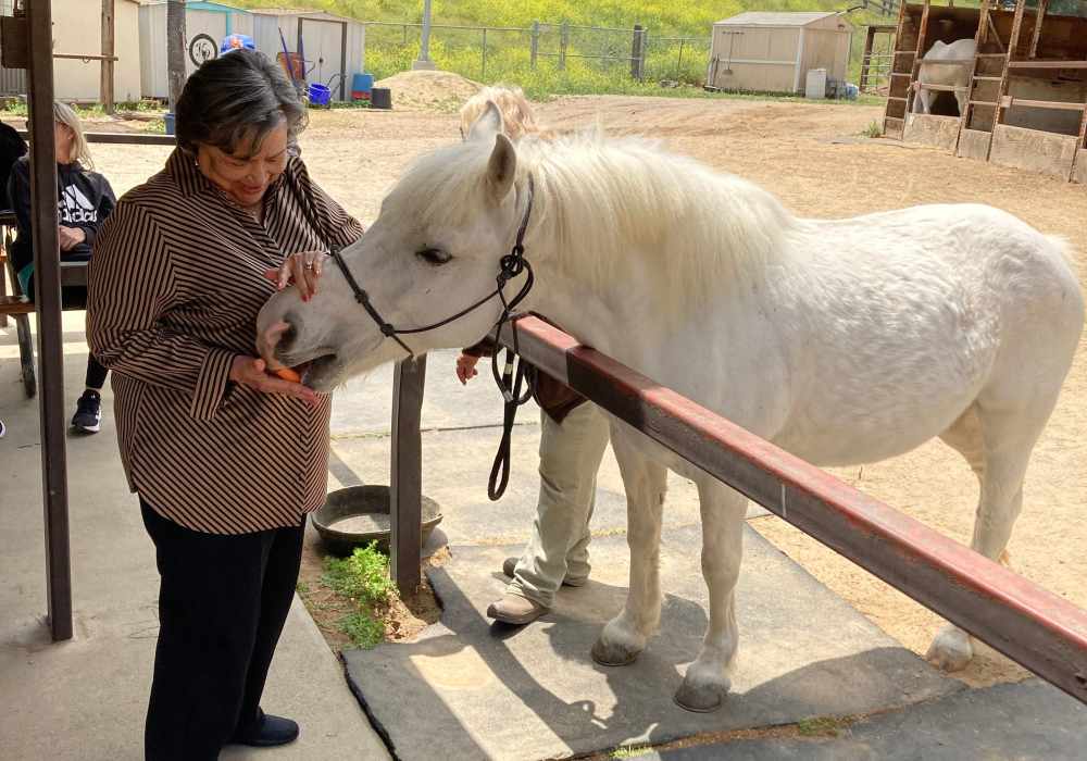 A resident feeding a white horse outdoors
