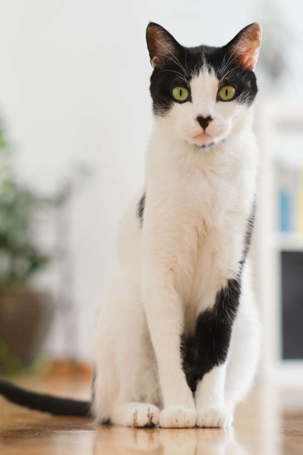 A black and white cat sitting on a wooden floor