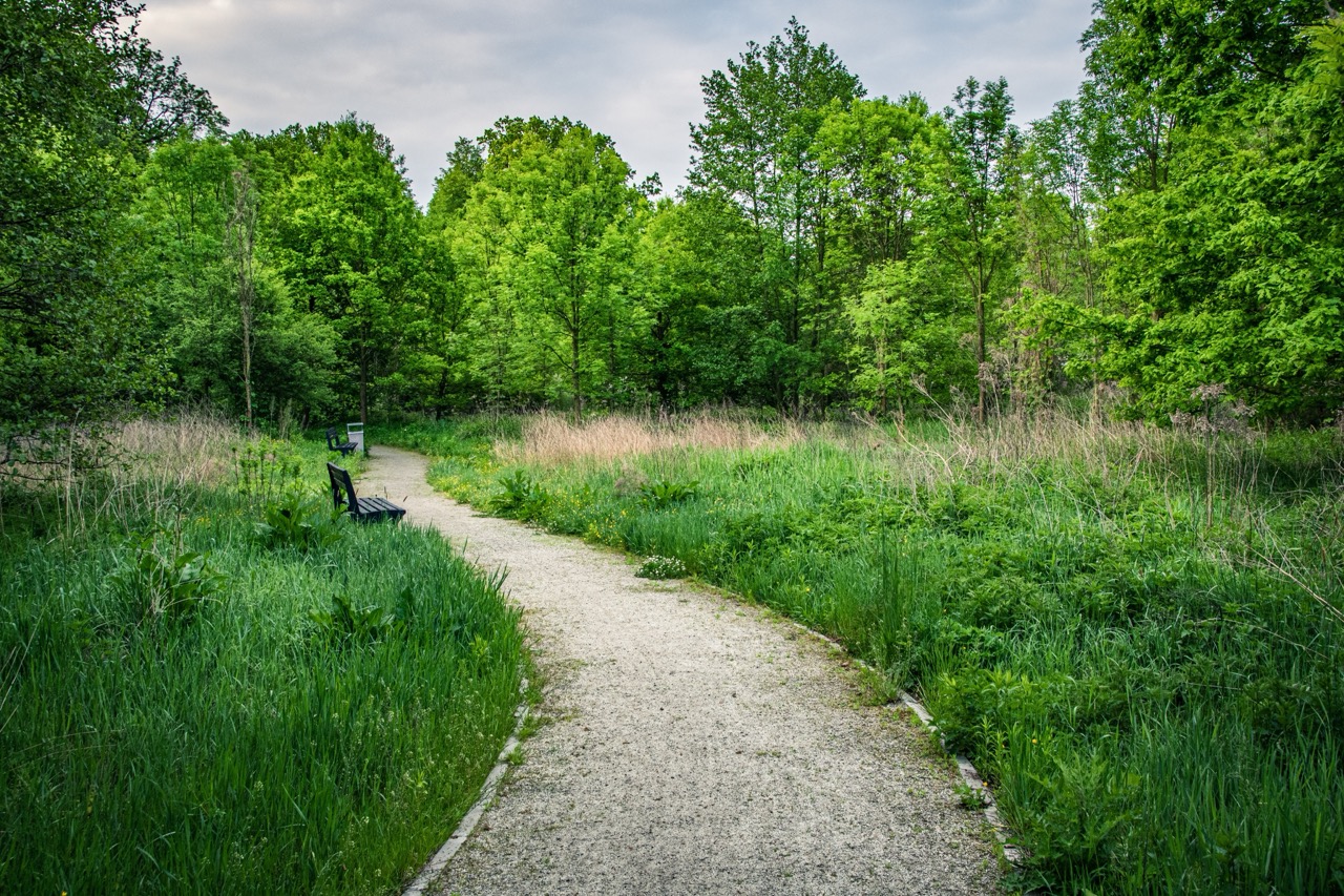 Path through a lush green outdoor space