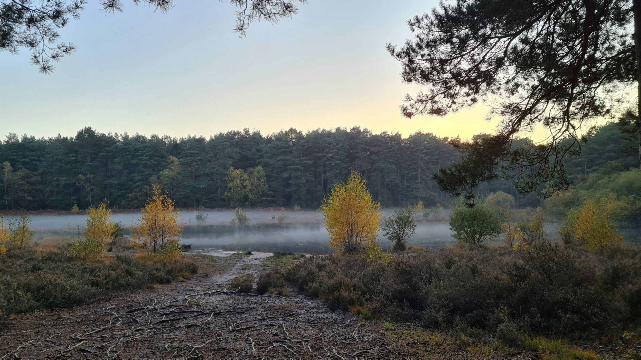 Tranquil outdoor scene by a misty lake