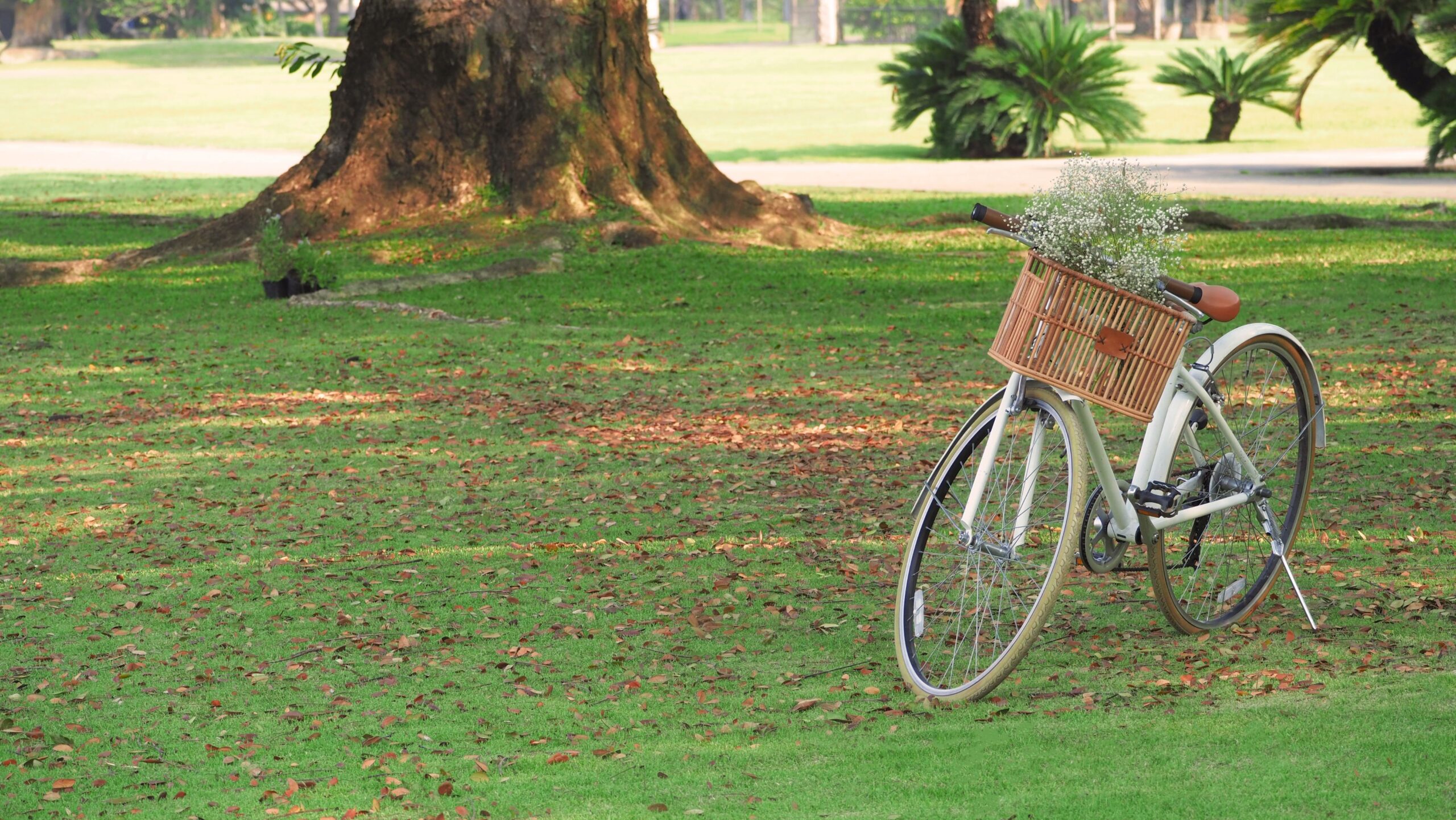 A bicycle with a basket resting on the grass in a park