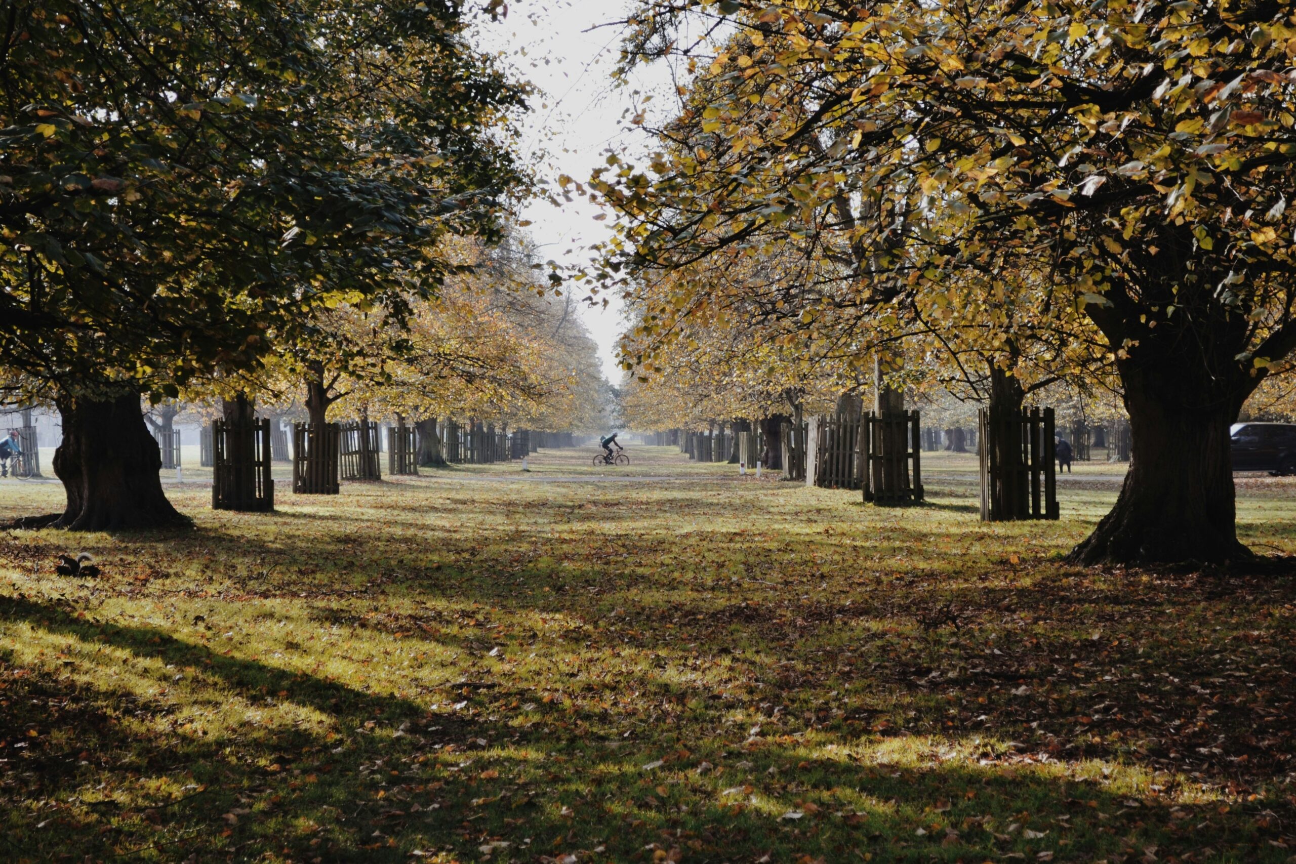 Pathway lined with trees during autumn