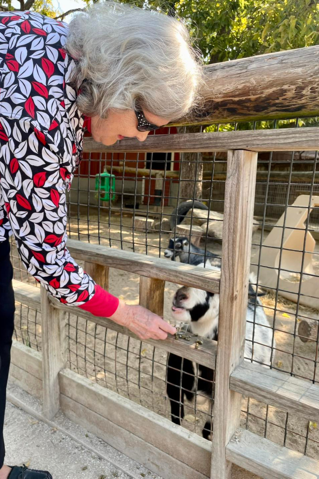 Resident feeding a goat at an outdoor petting zoo