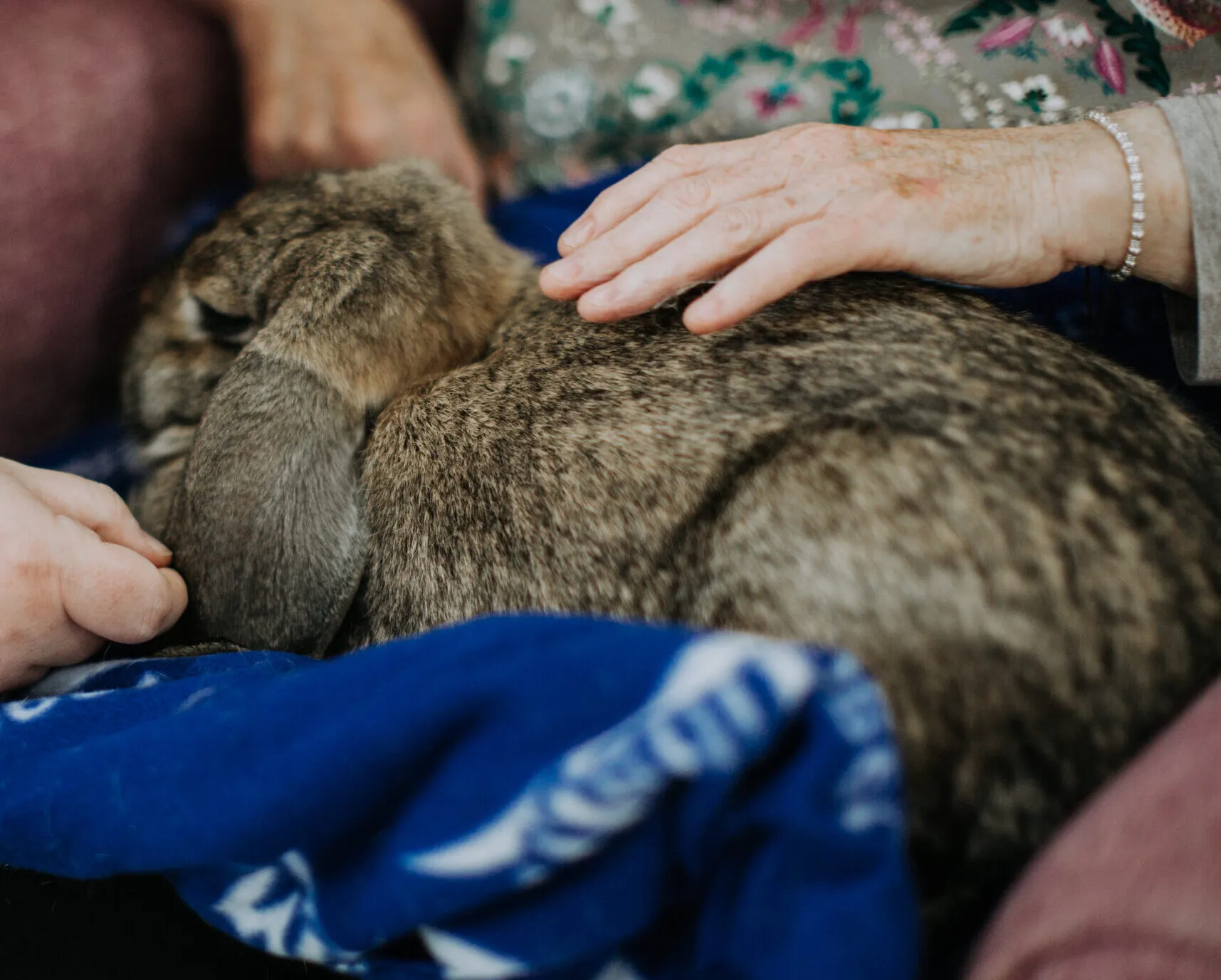 Resident petting a rabbit on a blanket