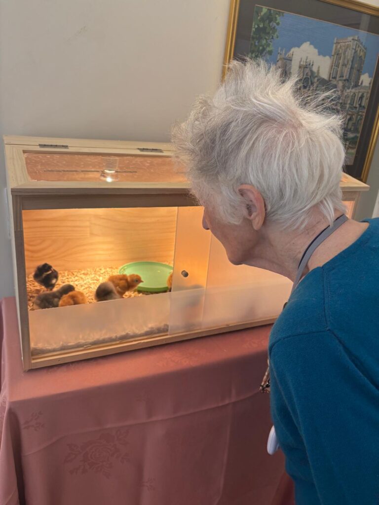 Elderly woman observing chicks in an enclosure.