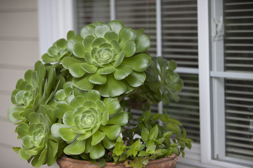 Succulent plants near a window.