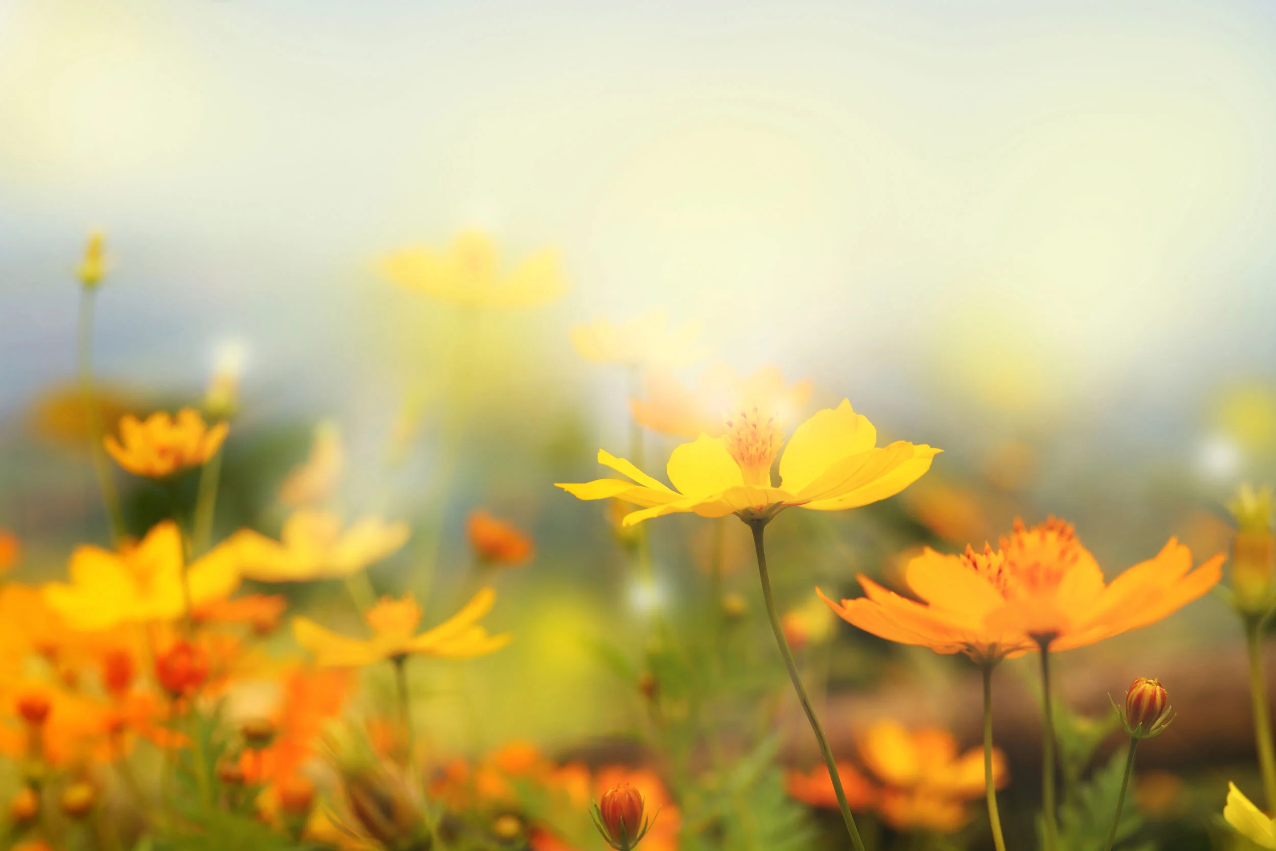A close-up of vibrant yellow flowers in a garden.