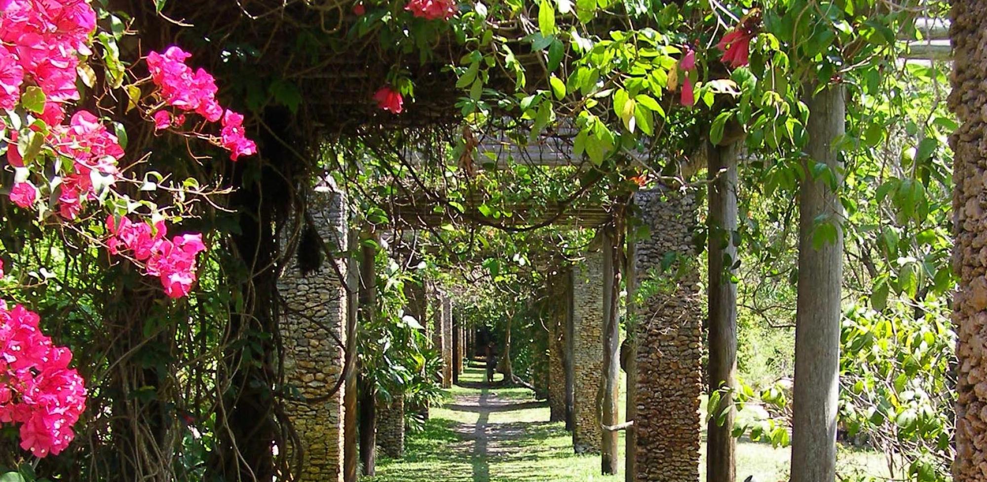Lush garden pathway with flowering plants
