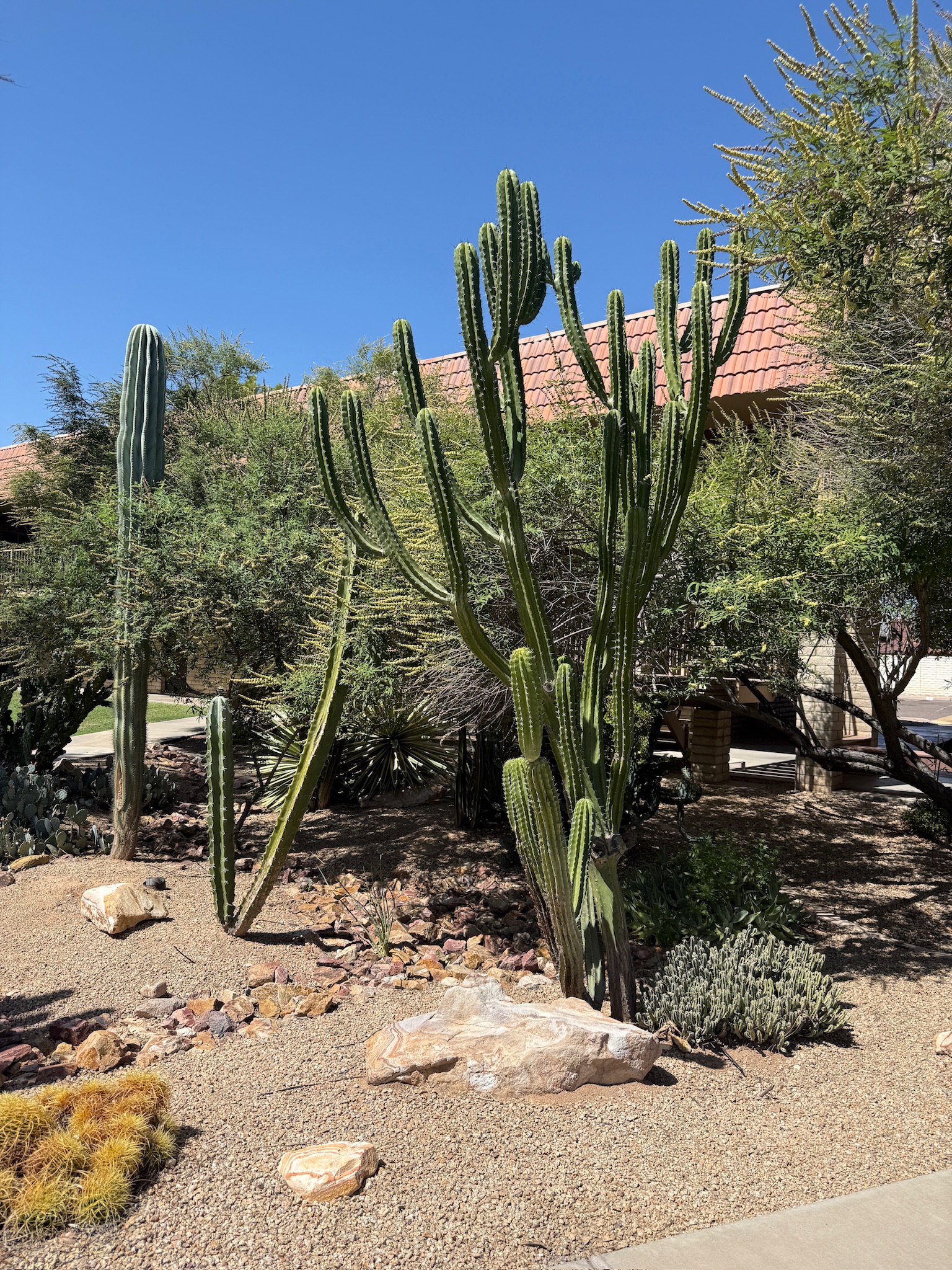 Desert landscape with cacti and rock gardens