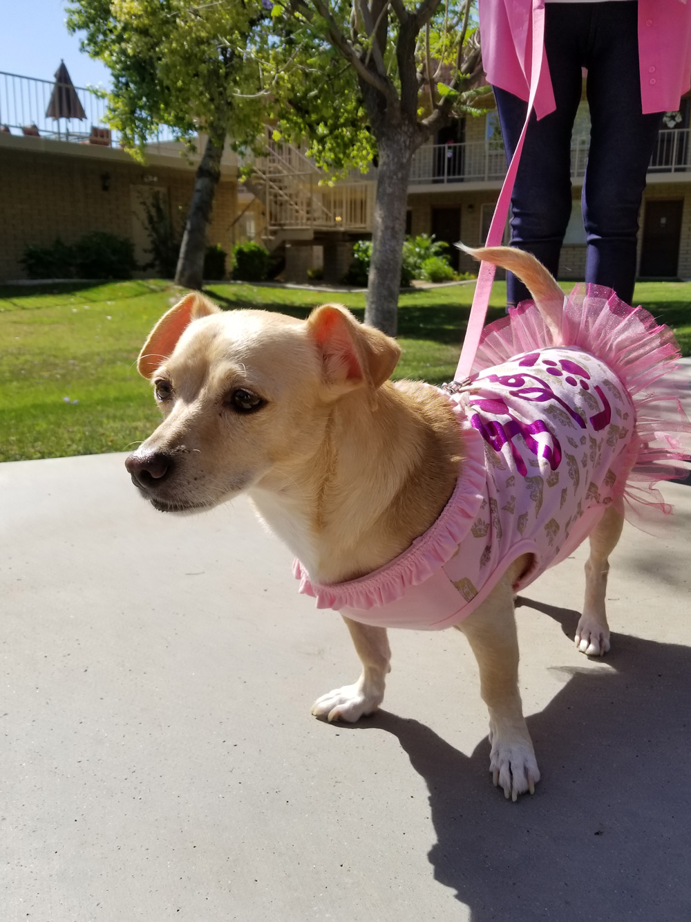 A small dog wearing a pink outfit in a garden area