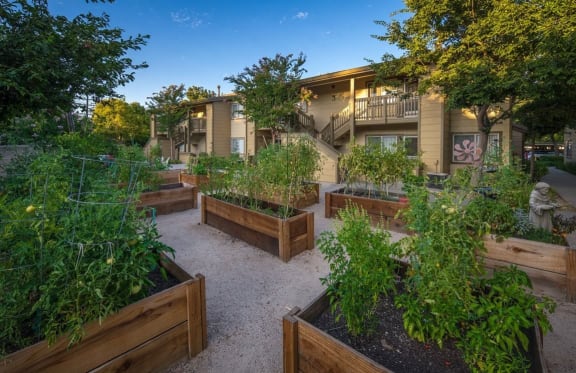 Garden area with raised vegetable beds and facility buildings
