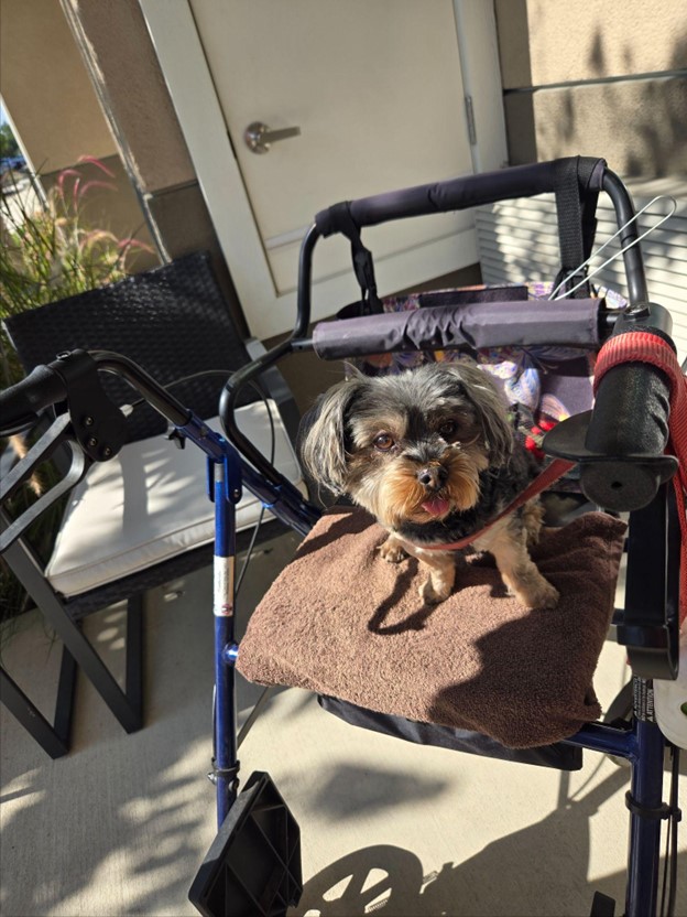 A small dog resting on a walker in an outdoor space
