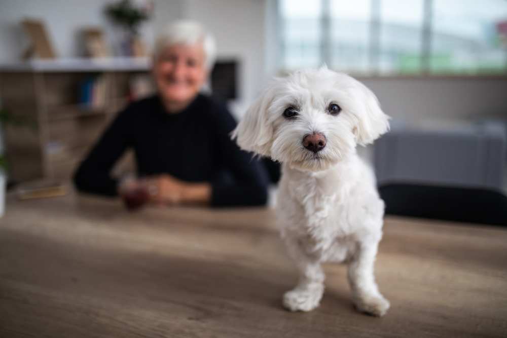 An older woman and a small white dog in a cozy room