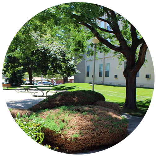 Outdoor area with trees and seating at Marcella Manor Apartments
