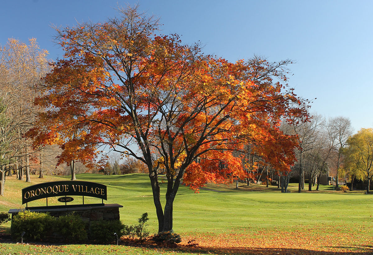 Colorful tree in autumn at Oronoque Village entrance
