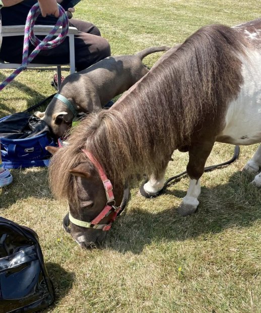 Two animals grazing on grass in an outdoor space.