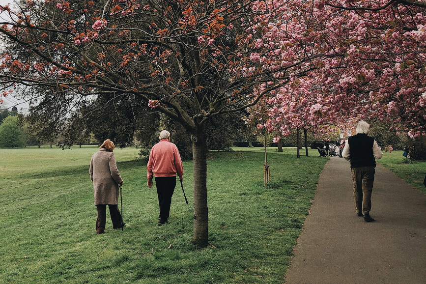 Residents walking under blooming trees in a park