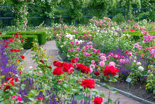 Colorful flower garden with various blooms