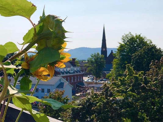 Sunflowers with a church steeple in background.