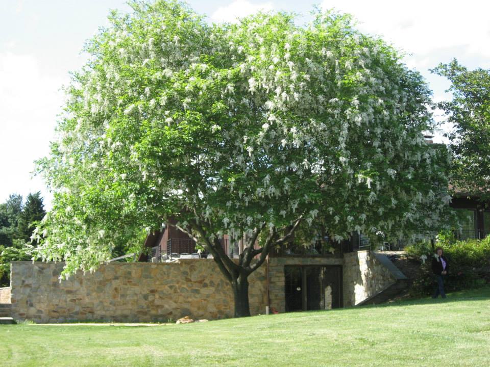 A large flowering tree in a landscaped outdoor area