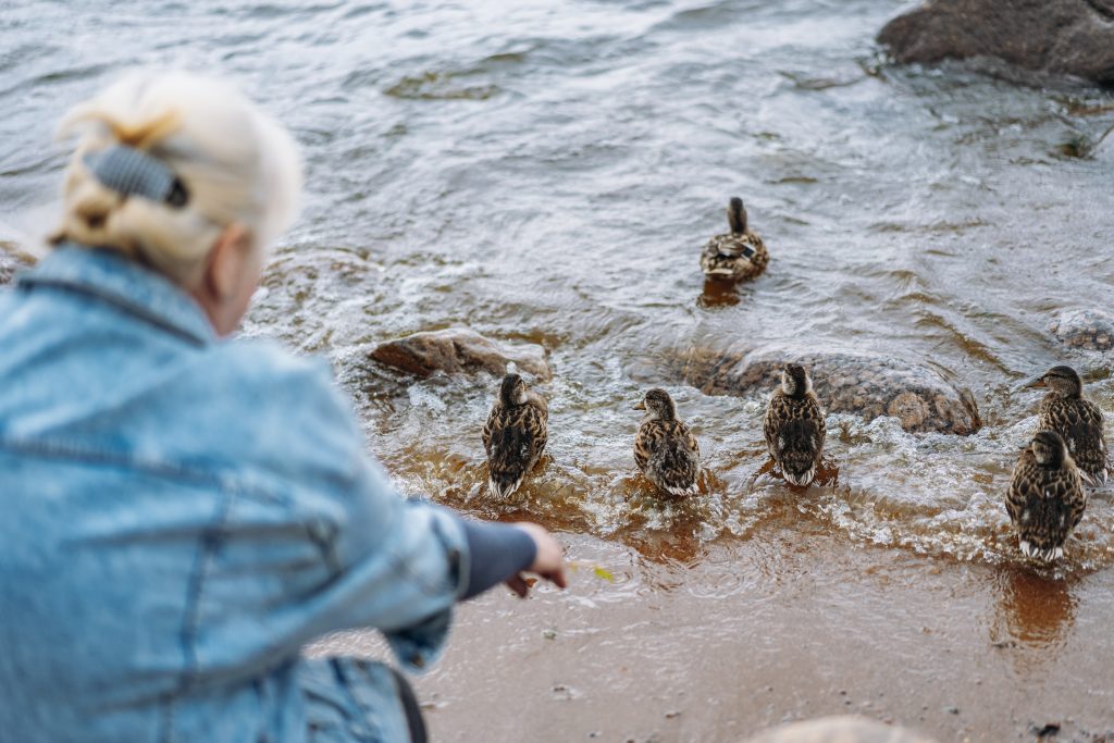 Resident feeding ducks by the water's edge